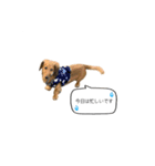 話すラガーちゃん（個別スタンプ：6）