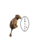 話すラガーちゃん（個別スタンプ：8）