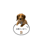 話すラガーちゃん（個別スタンプ：12）