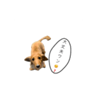 話すラガーちゃん（個別スタンプ：14）