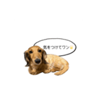 話すラガーちゃん（個別スタンプ：15）