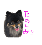 ネネとミッシェル（個別スタンプ：7）