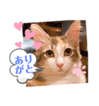レアルありがとバージョン（個別スタンプ：1）