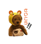 テディ吉（個別スタンプ：1）
