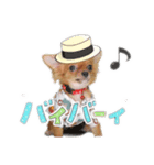 チワワのチップちゃん 1（個別スタンプ：2）