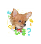 チワワのチップちゃん 1（個別スタンプ：3）