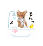 チワワのチップちゃん 1（個別スタンプ：4）