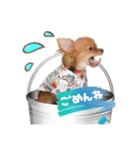 チワワのチップちゃん 1（個別スタンプ：5）