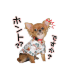チワワのチップちゃん 1（個別スタンプ：6）