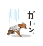チワワのチップちゃん 1（個別スタンプ：7）