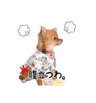 チワワのチップちゃん 1（個別スタンプ：8）