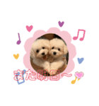 わんちゃんズ❤️3（個別スタンプ：7）