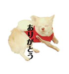 ふうさんのスタ（個別スタンプ：7）
