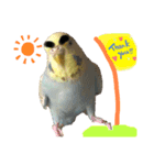 極太まゆインコ（個別スタンプ：1）