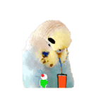 極太まゆインコ（個別スタンプ：2）
