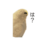極太まゆインコ（個別スタンプ：3）