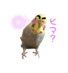 極太まゆインコ（個別スタンプ：6）