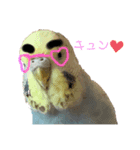極太まゆインコ（個別スタンプ：7）
