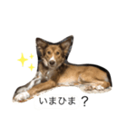 シャルルのメッセージ4（個別スタンプ：3）