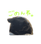 黒猫 ジジちゃん（個別スタンプ：5）