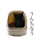 黒猫 ジジちゃん（個別スタンプ：7）