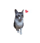 ただ猫を送りたいだけのスタンプ～みみ～（個別スタンプ：1）