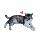ただ猫を送りたいだけのスタンプ～みみ～（個別スタンプ：4）