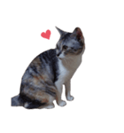 ただ猫を送りたいだけのスタンプ～みみ～（個別スタンプ：7）
