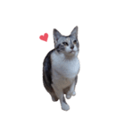 ただ猫を送りたいだけのスタンプ～みみ～（個別スタンプ：9）