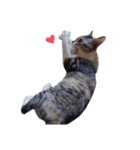 ただ猫を送りたいだけのスタンプ～みみ～（個別スタンプ：13）