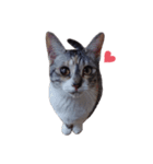 ただ猫を送りたいだけのスタンプ～みみ～（個別スタンプ：15）