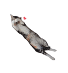 ただ猫を送りたいだけのスタンプ～みみ～（個別スタンプ：16）