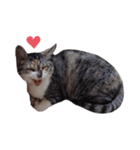 ただ猫を送りたいだけのスタンプ～みみ～（個別スタンプ：17）