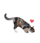 ただ猫を送りたいだけのスタンプ～みみ～（個別スタンプ：18）