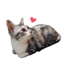 ただ猫を送りたいだけのスタンプ～みみ～（個別スタンプ：30）