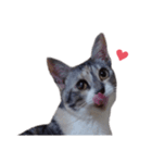 ただ猫を送りたいだけのスタンプ～みみ～（個別スタンプ：31）