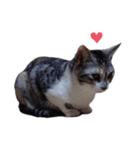 ただ猫を送りたいだけのスタンプ～みみ～（個別スタンプ：33）