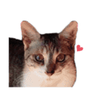ただ猫を送りたいだけのスタンプ～みみ～（個別スタンプ：34）
