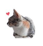 ただ猫を送りたいだけのスタンプ～みみ～（個別スタンプ：35）