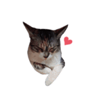 ただ猫を送りたいだけのスタンプ～みみ～（個別スタンプ：38）
