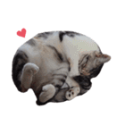 ただ猫を送りたいだけのスタンプ～みみ～（個別スタンプ：39）
