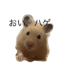 ぽんとゴン（個別スタンプ：1）