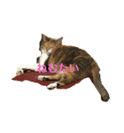 白猫と茶猫の生活（個別スタンプ：2）