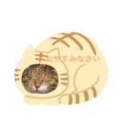 白猫と茶猫の生活（個別スタンプ：3）