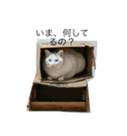 白猫と茶猫の生活（個別スタンプ：6）