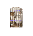 白猫と茶猫の生活（個別スタンプ：9）