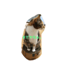 白猫と茶猫の生活（個別スタンプ：10）