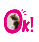 白猫と茶猫の生活（個別スタンプ：11）