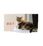 白猫と茶猫の生活（個別スタンプ：12）