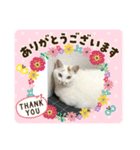 白猫と茶猫の生活（個別スタンプ：15）